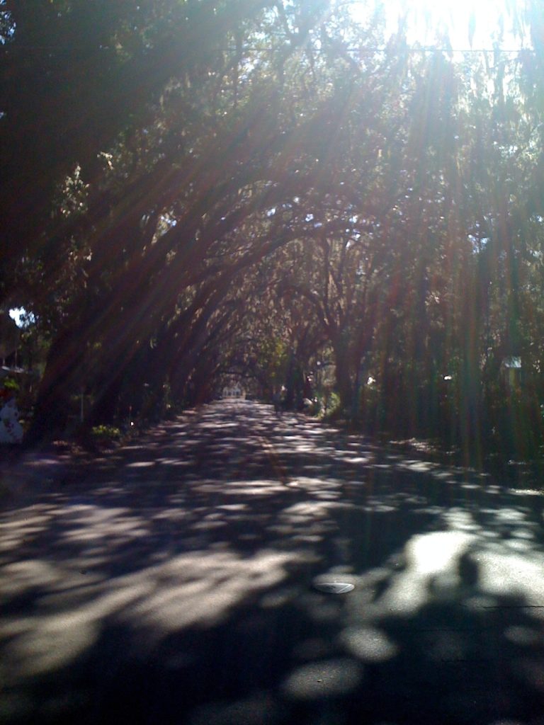 Live oak canopy over a St. Augustine street